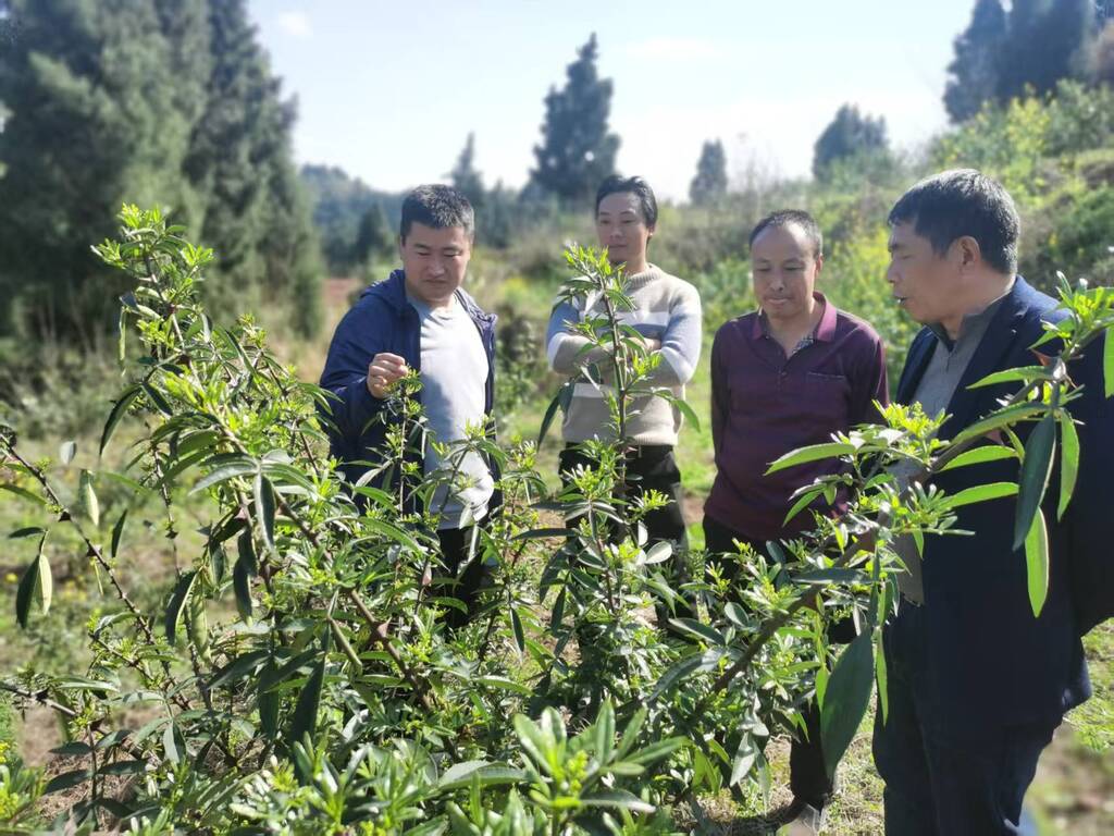 張升平與村民一起學習花椒技術。受訪者供圖