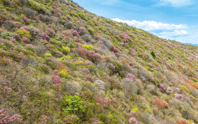 高山杜鹃开满山。
