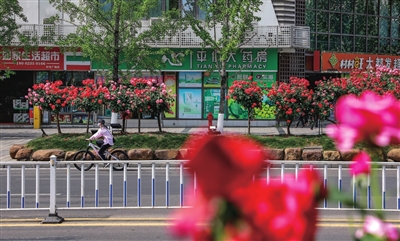 雙桂城區桂西路，月季盛開，分外美麗。記者 熊偉 攝