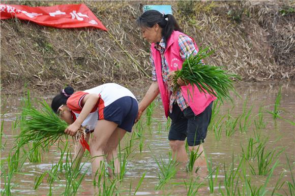 志愿者指導(dǎo)孩子進(jìn)行插秧實(shí)踐。壁山區(qū)婦聯(lián)供圖
