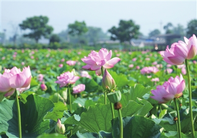 梁山街道八角社區(qū)的“荷塘月色”小微濕地公園，荷花開得正艷，盡顯夏日的生機與韻味。