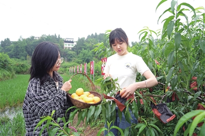 柏家鎮(zhèn)三新村，游客在采摘黃桃。
