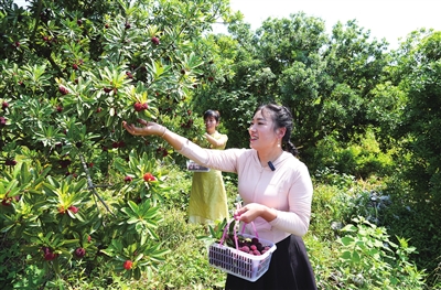 安勝鎮(zhèn)龍印村楊梅種植基地，游客在采摘楊梅。