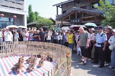“萬石耕春”鄉(xiāng)村文化旅游活動(dòng)現(xiàn)場(chǎng)，稻鴨套圈游戲吸引不少游客駐足圍觀。記者 向成國 攝
