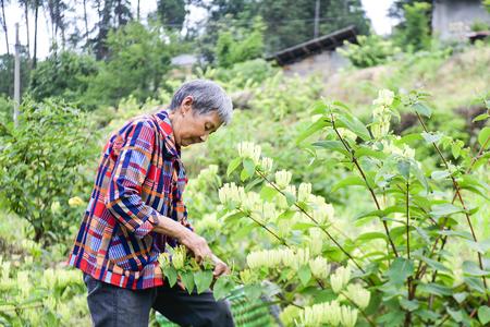 村民在采摘山銀花。記者 唐斌皓 攝