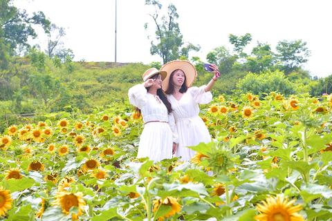 游客在向日葵花田打卡拍照。記者 楊雪瑩 供圖