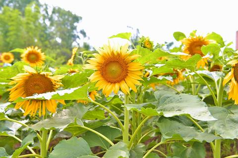 Sunflowers (Photo provided by Yang Xueying)