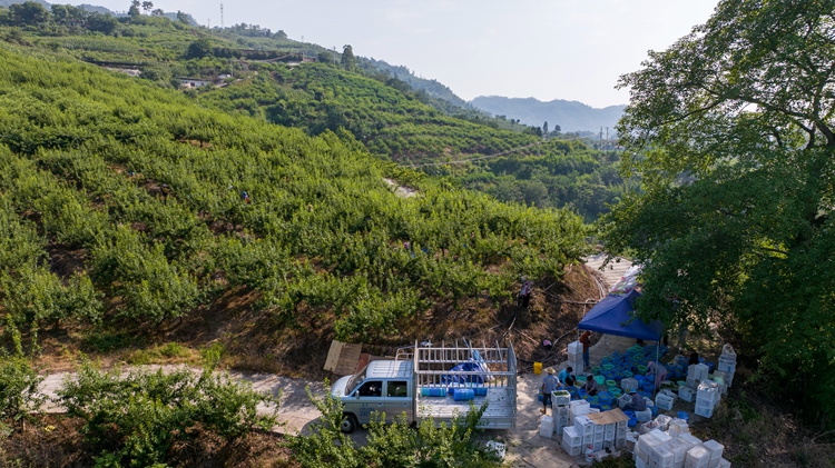 采摘的鮮果經分揀、裝箱將通過冷鏈車直達外地商超。通訊員 劉先華 攝