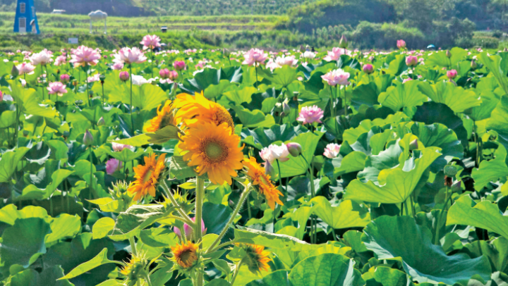花田里間種的向日葵在陽光下怒放。許可 攝