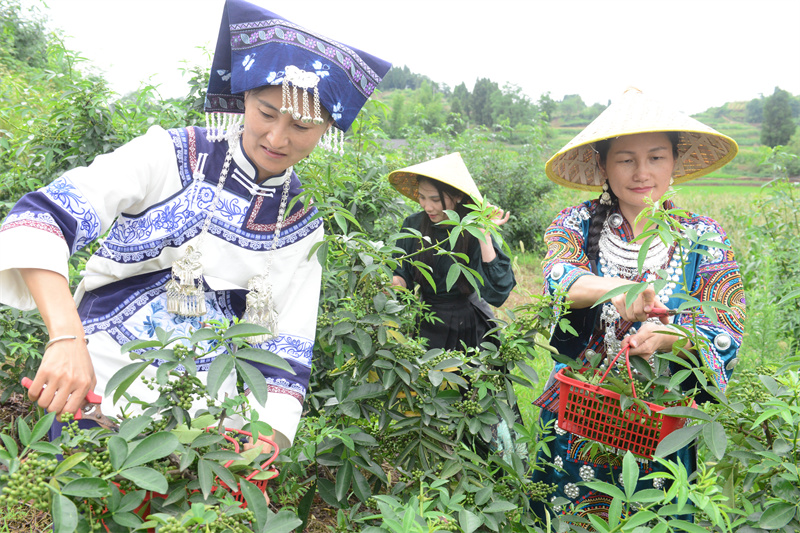 榮昌銅鼓鎮(zhèn)花椒節(jié)開(kāi)幕。通訊員 蔡昌懷 攝
