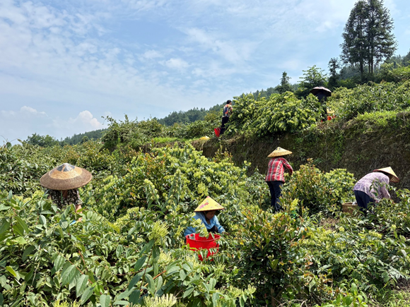 中平鄉(xiāng)山銀花采摘現(xiàn)場。通訊員 羅月園 攝