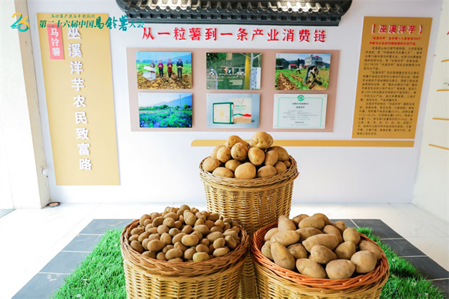 巫溪洋芋展示。巫溪薯光農業供圖