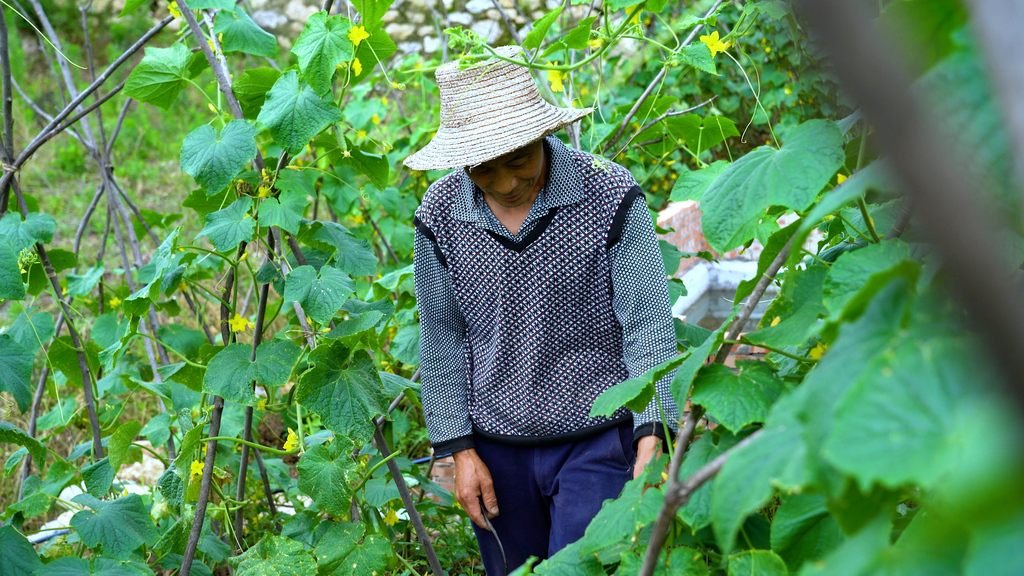 閔啟成正在搭理自家的黃瓜地。重慶市規劃和自然資源局供圖