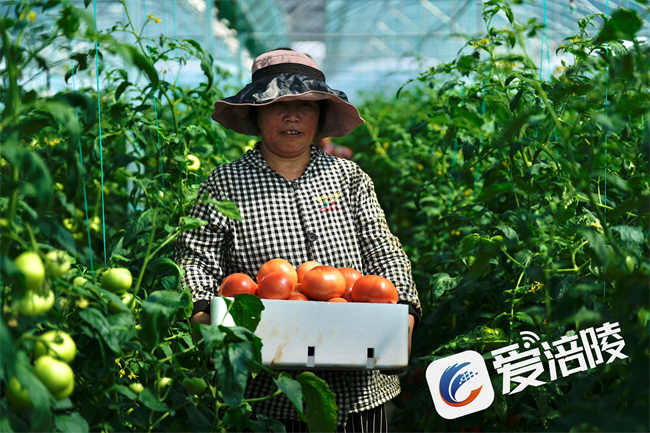 工人采摘番茄。涪陵區融媒體中心供圖