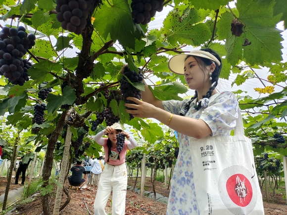 游客體驗大興鎮葡萄采摘。璧山區委宣傳部供圖