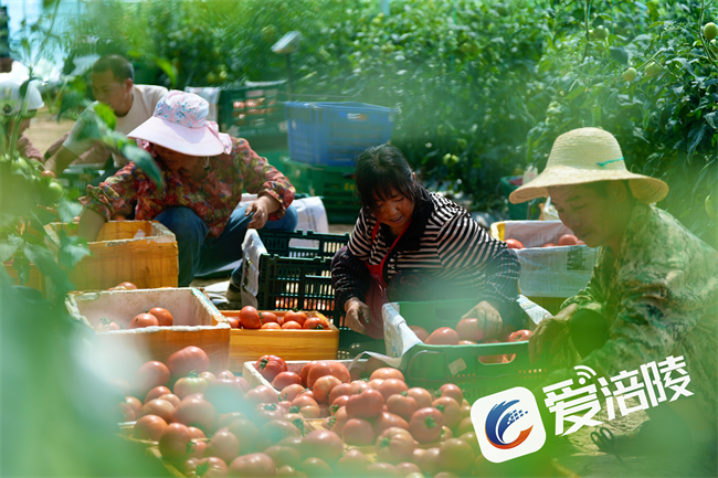 番茄分揀。涪陵區融媒體中心供圖