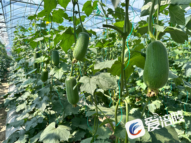 絲瓜豐收。涪陵區融媒體中心供圖