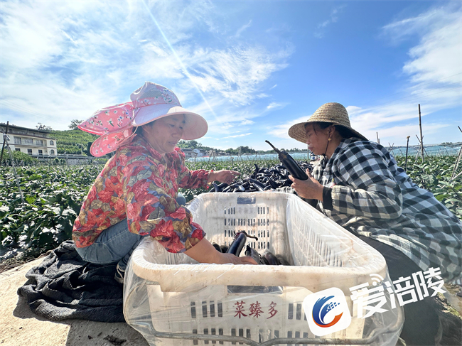 茄子分揀。涪陵區融媒體中心供圖