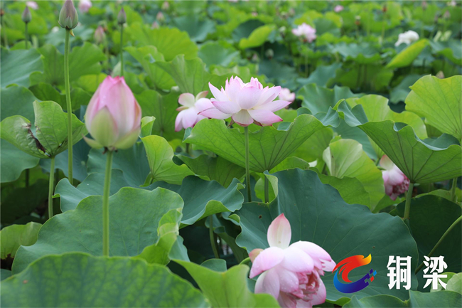 雨后的荷花顯得清新自然。銅梁區融媒體中心供圖
