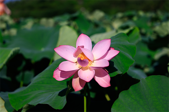 荷花綻放。通訊員 譚祥君 攝