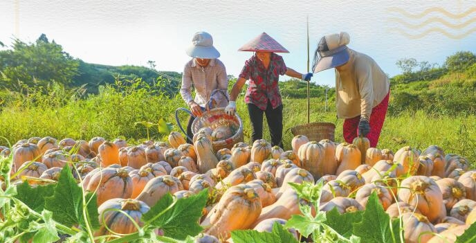 五洞鎮(zhèn)蜜本南瓜基地,工人在采收南瓜。資料圖