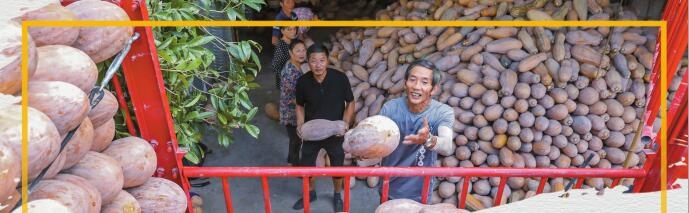 大石鄉(xiāng)蜜本南瓜基地,工人把收獲南瓜裝車。