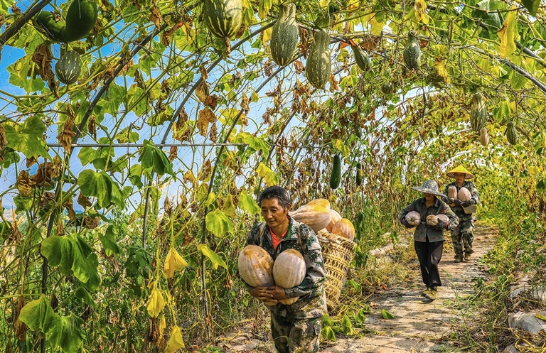 白家鎮(zhèn)蜜本南瓜基地,工人在采收南瓜。
