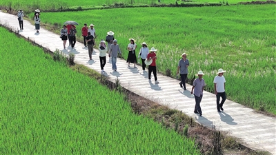 安勝鎮(zhèn)，與會人員在現(xiàn)場觀摩“兩化（機械化和綠色化）”水稻施肥直播覆膜技術(shù)應(yīng)用效果。