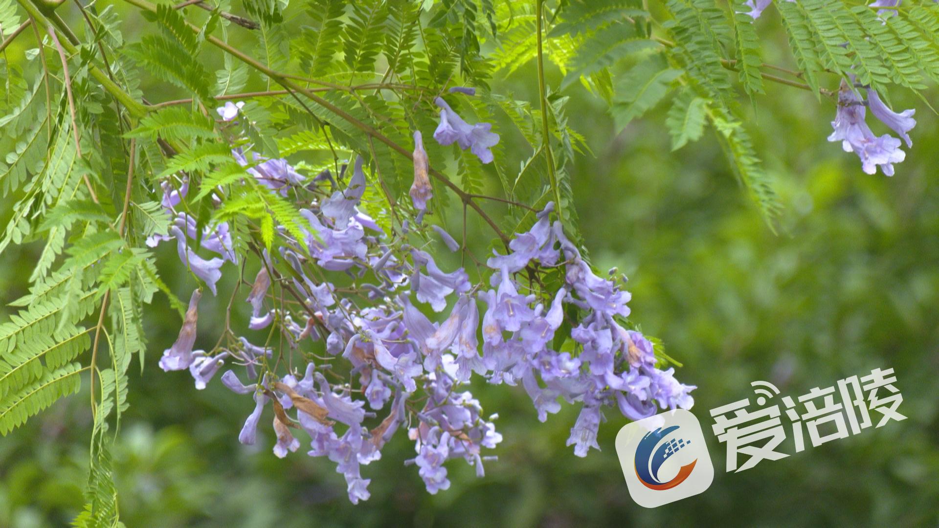 銅鼓湖公園的藍花楹。涪陵區融媒體中心供圖