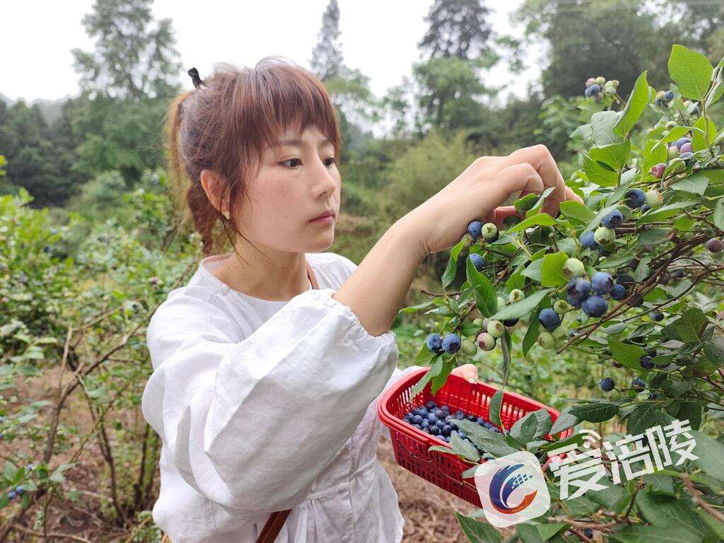游客入園體驗采摘樂趣。