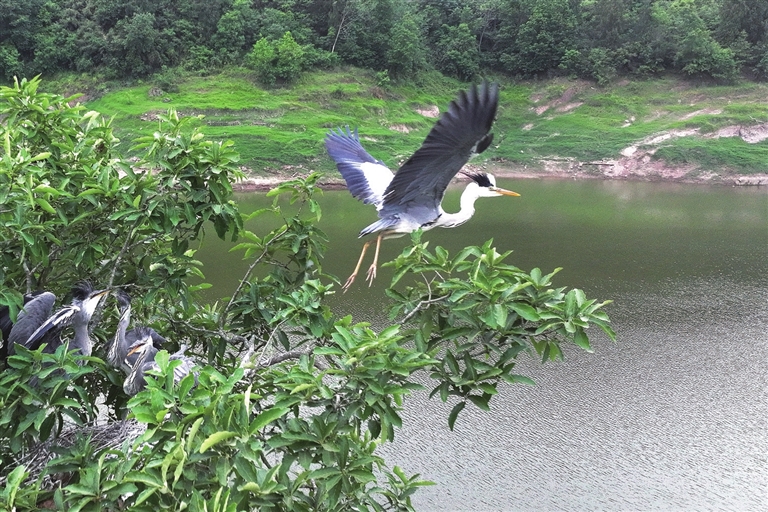蒼鷺外出覓食。