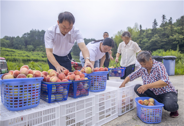 桃子豐收。通訊員 劉紀湄 攝