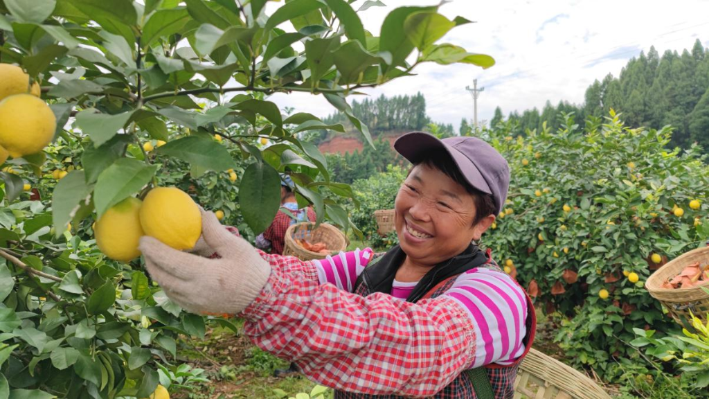 潼南柠檬。资料图