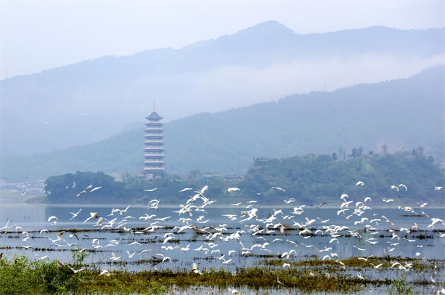 漢豐湖水鳥蹁躚。開州區融媒體中心供圖