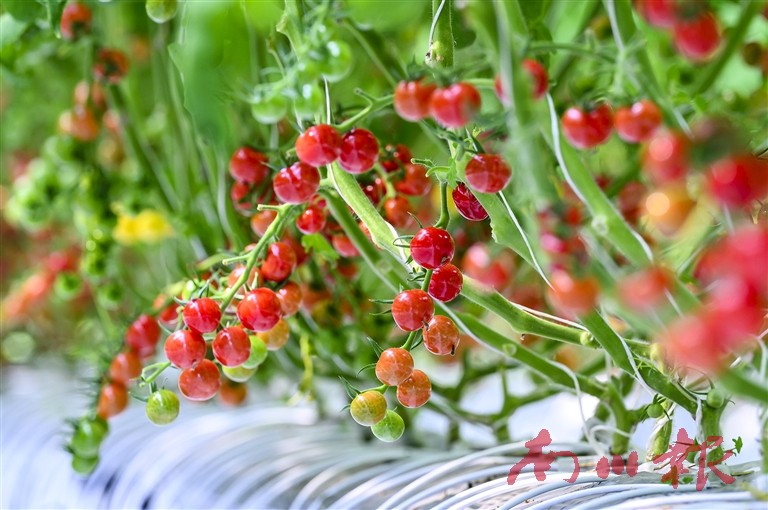 智慧工廠內(nèi)生長(zhǎng)的番茄。