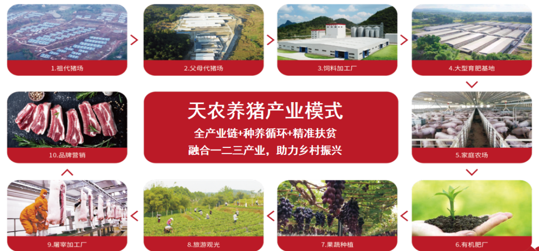 天農(nóng)養(yǎng)豬產(chǎn)業(yè)模式。大渡口區(qū)委宣傳部供圖