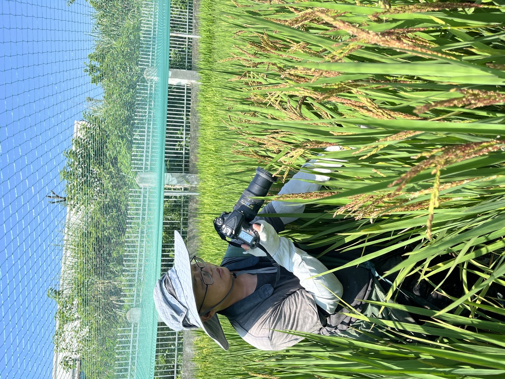 农业农村部植物新品种测试重庆分中心科研人员正在水稻田间进行记录。受访者供图