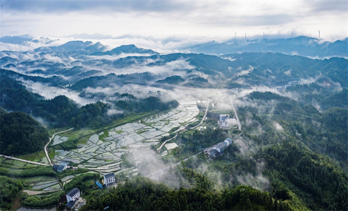 石柱莼菜生產基地。石柱土家族自治縣委宣傳部供圖 第1眼TV-華龍網 發
