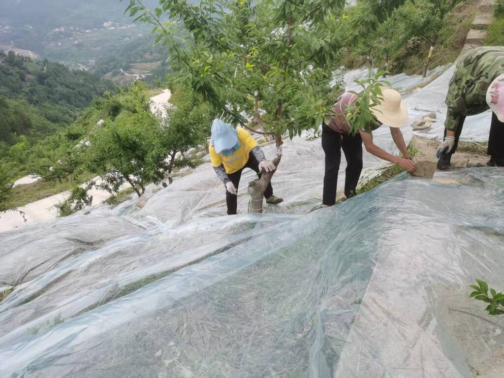 田间管护时，几位村民正在刘绪海的脆李园内务工。受访者供图