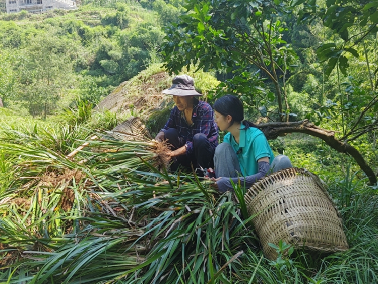 柏家鎮(zhèn)伍通村，種植戶收獲石菖蒲。柏家鎮(zhèn)供圖
