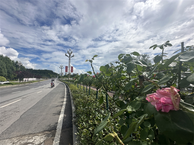 武陵大道沿线盛开的月季花。