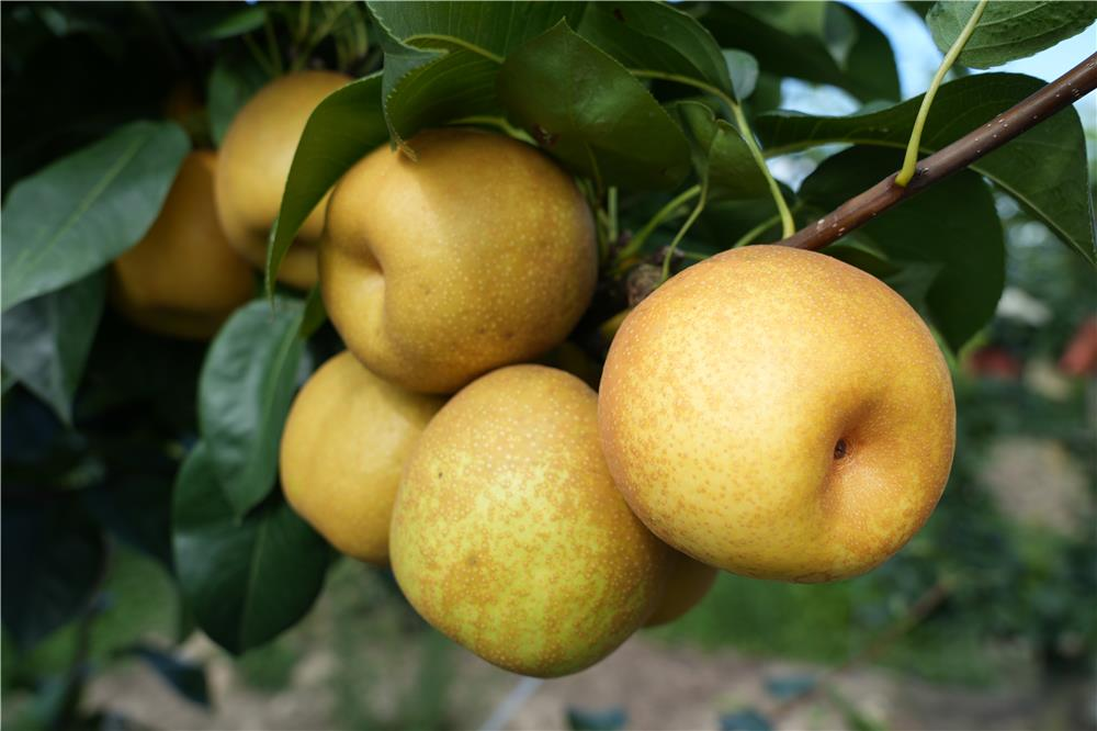 Branch upon branch glistens with these emerald-skinned fruits at Jixiang Fruit Tree Planting Family Farm