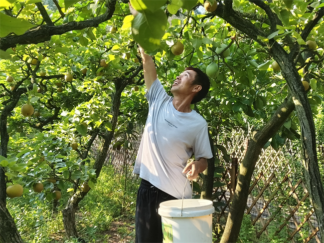 果農(nóng)正在采摘蜜梨。潼南區(qū)融媒體中心供圖