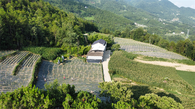 夏季勝利鄉(xiāng)格外涼爽。勝利鄉(xiāng)供圖