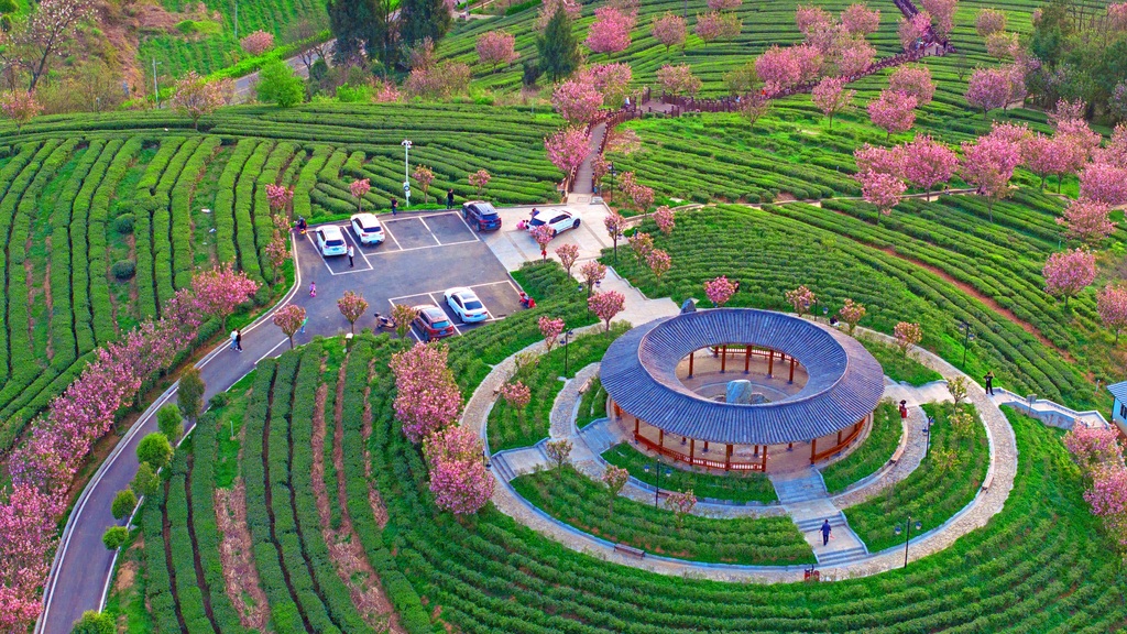 秀山櫻花茶園美如畫(資料圖)。重慶市水利局供圖