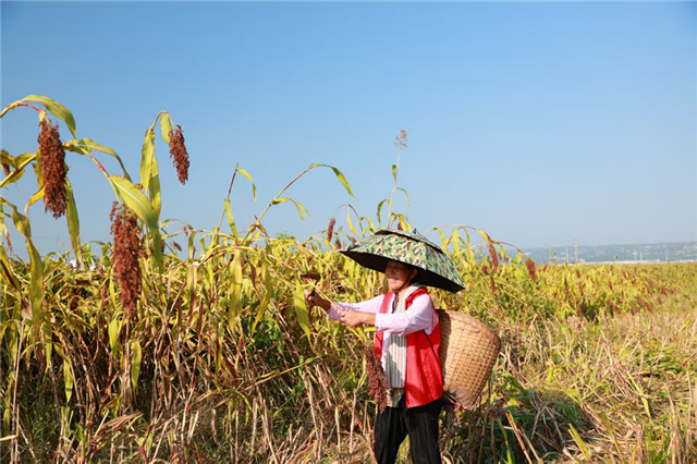 永川区陈食街道莲花塘村千亩高粱喜获丰收。永川区委宣传部供图
