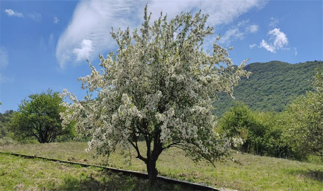 重慶陰條嶺國(guó)家級(jí)自然保護(hù)區(qū)。巫溪縣委宣傳部 供圖 第1眼TV-華龍網(wǎng)發(fā)