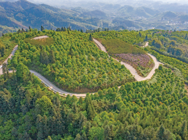 公益性苗木造林綠化項(xiàng)目（大灣鎮(zhèn)龍洞巖村）。渝北區(qū)林業(yè)局供圖