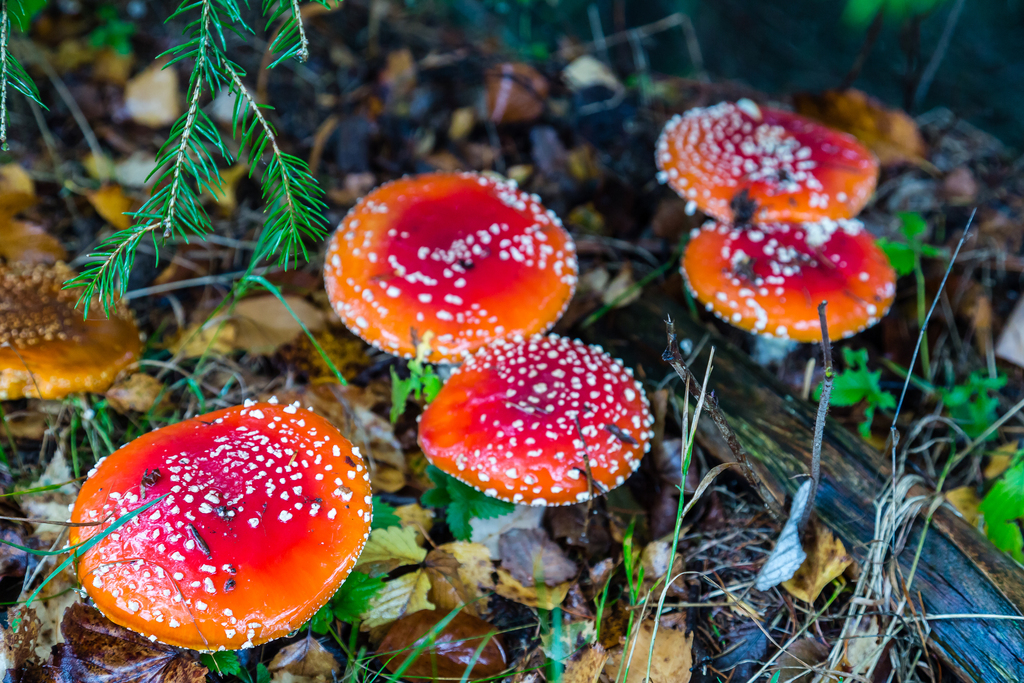 VCG41N1231986908