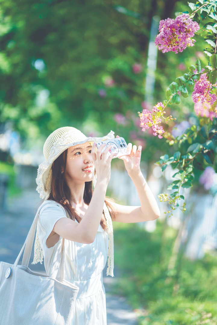市民在山海路拍攝紫薇花。